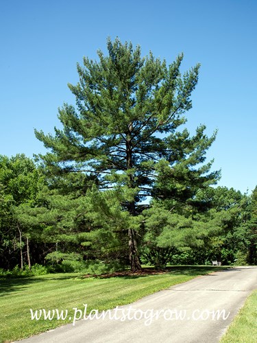 White Pine (Pinus strobus)